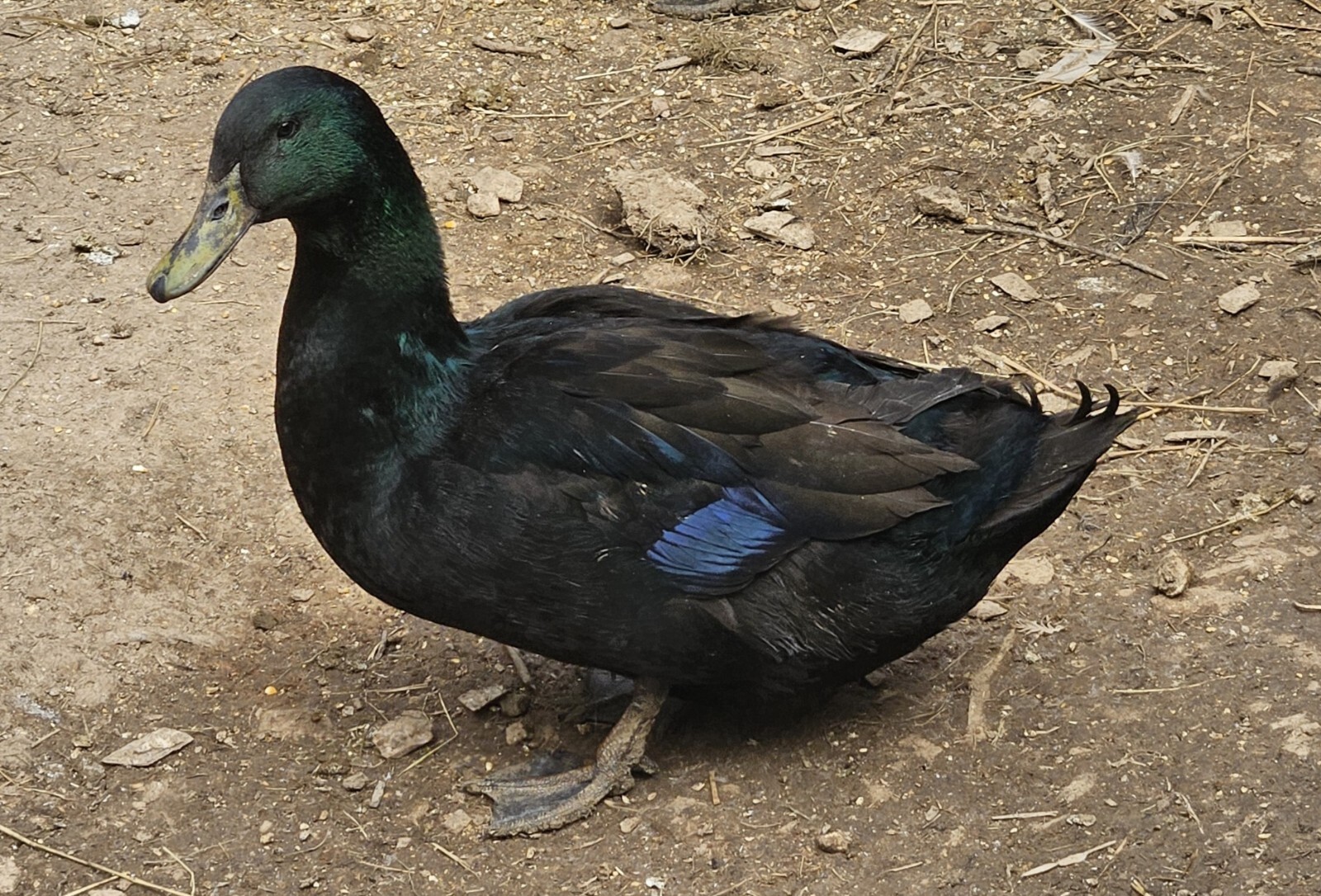 12 Cayuga Duck Hatching Eggs