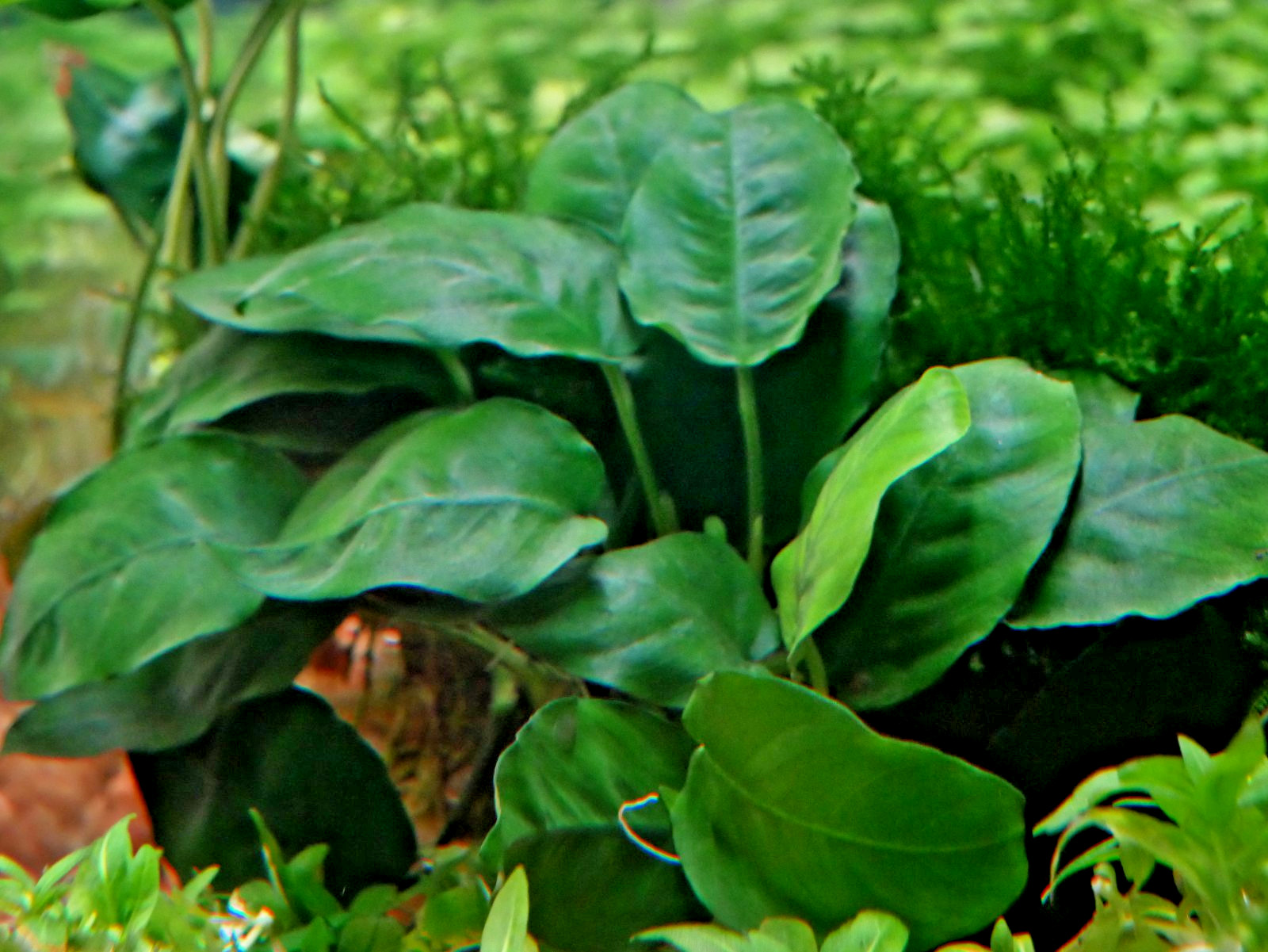 Anubias Barteri - Buy 2 get 1 FREE - 1 Rhizome 5+ Leaves - Free Shipping