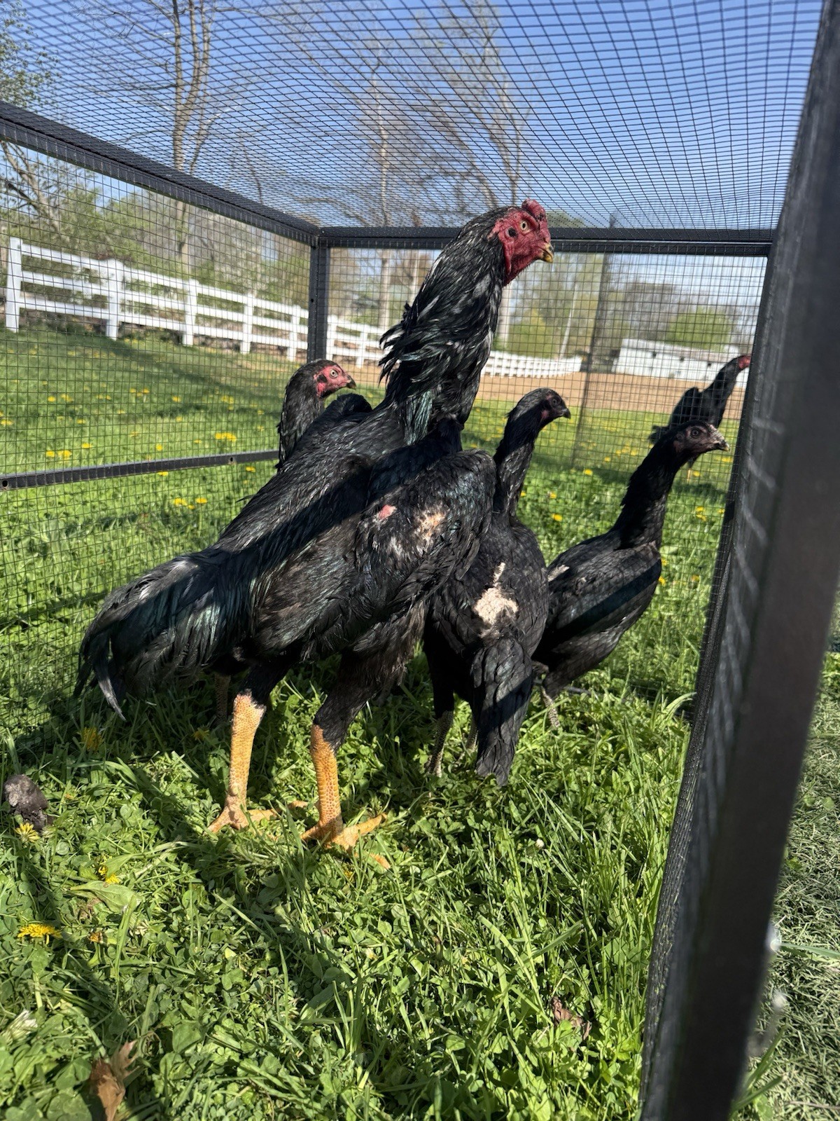 6 Chicken Hatching Eggs