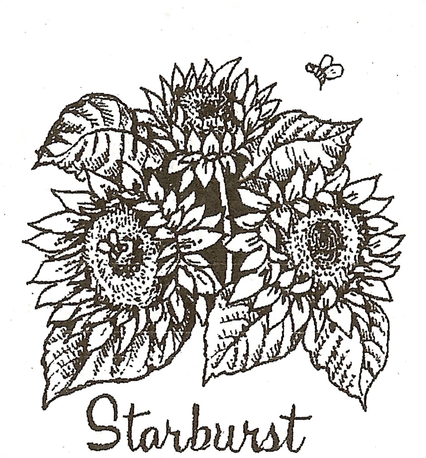 SUNFLOWER STARBURST Wood Mounted Rubber Stamp NORTHWOODS C10092 New
