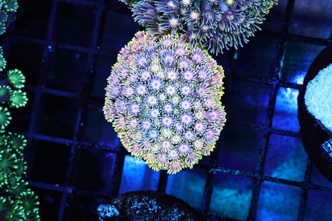 Glitter Bomb Goniopora WYSIWYG - SAQ Coral Farm