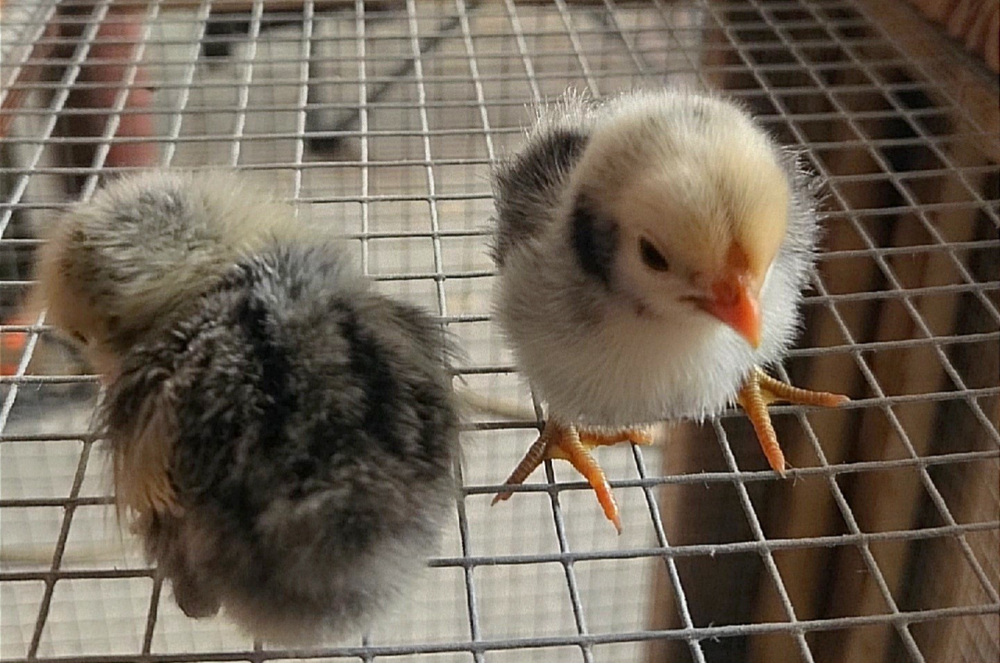 Silver Sebright Hatching Eggs (6) NPIP Certified Farm