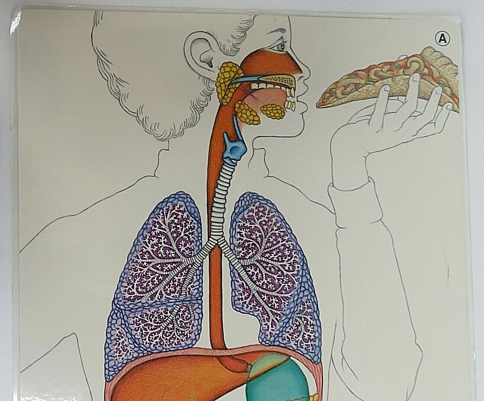 1987 Nystrom Digestive Circulatory Poster Laminated Chart 2 Sided Patricia Wynne