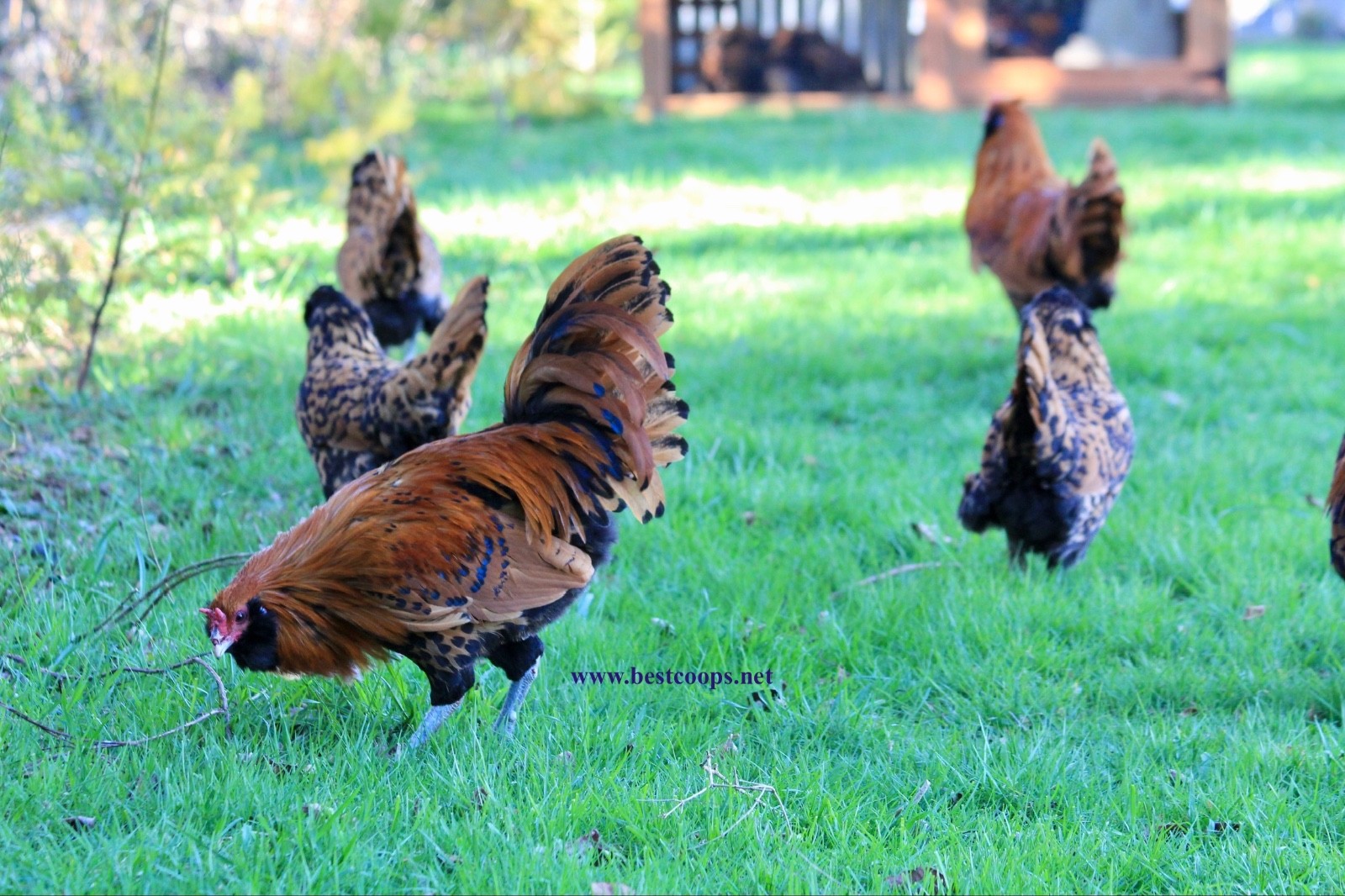 6+ Gold Owlbeard Fertile Chicken Hatching Eggs