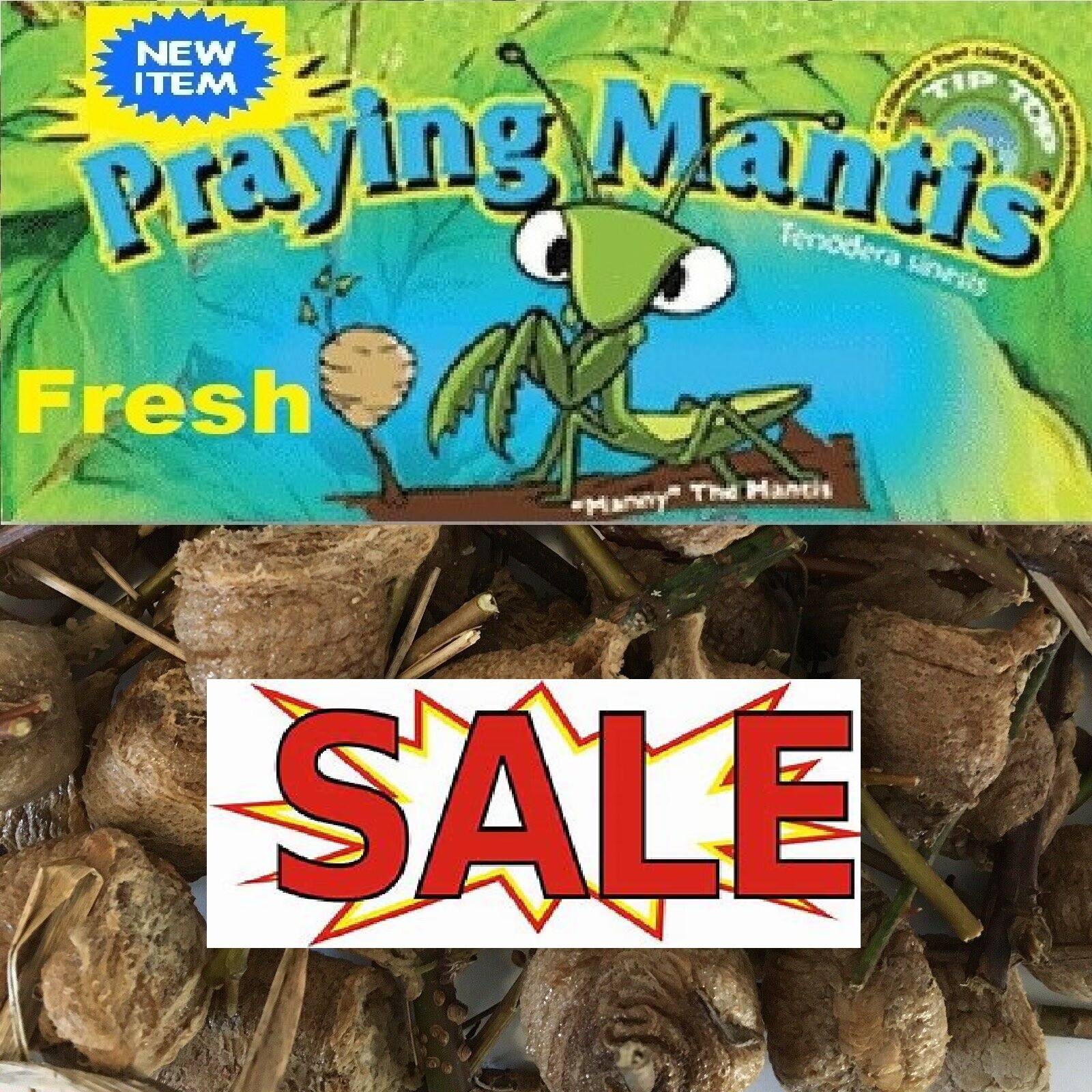 5 Chinese Mantis Egg Case FREE Hatching Habitat Bag Picked 2026 Season