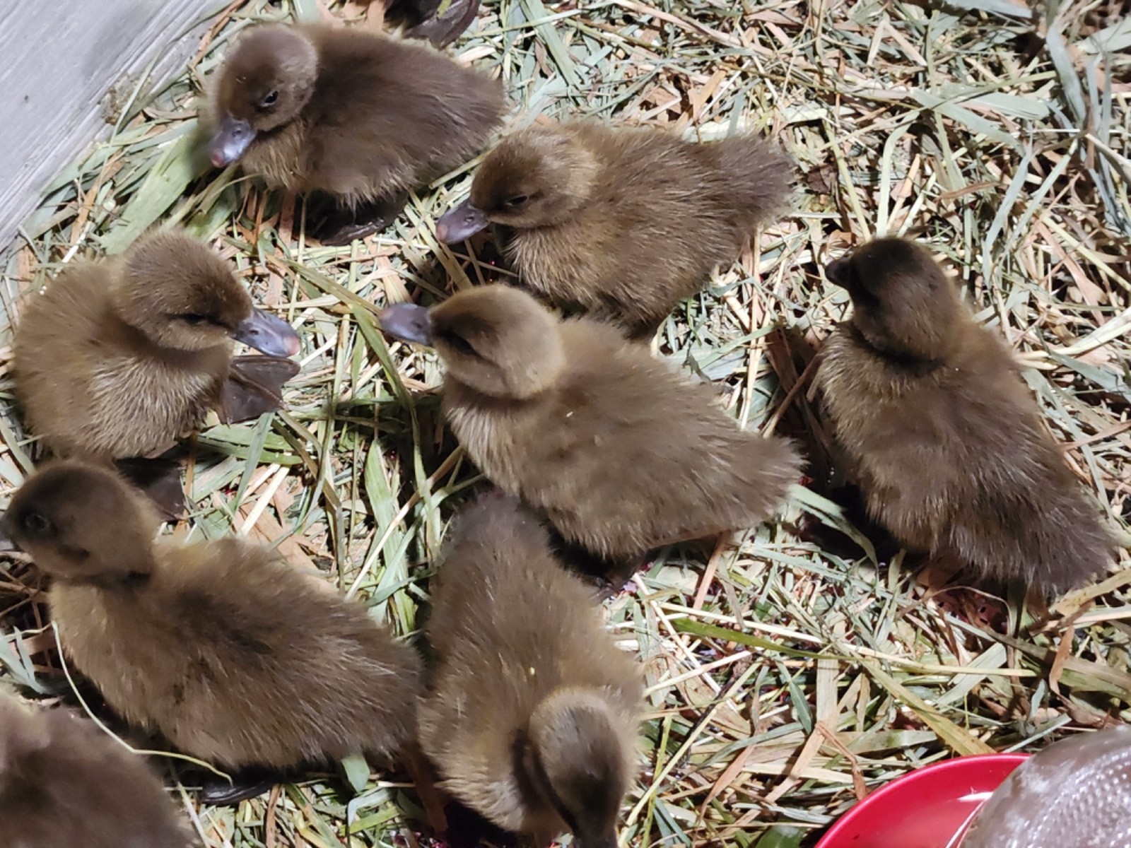 6++ Organically raised Welsh Harlequin Hatching Eggs. NPIP cert. 35-0909