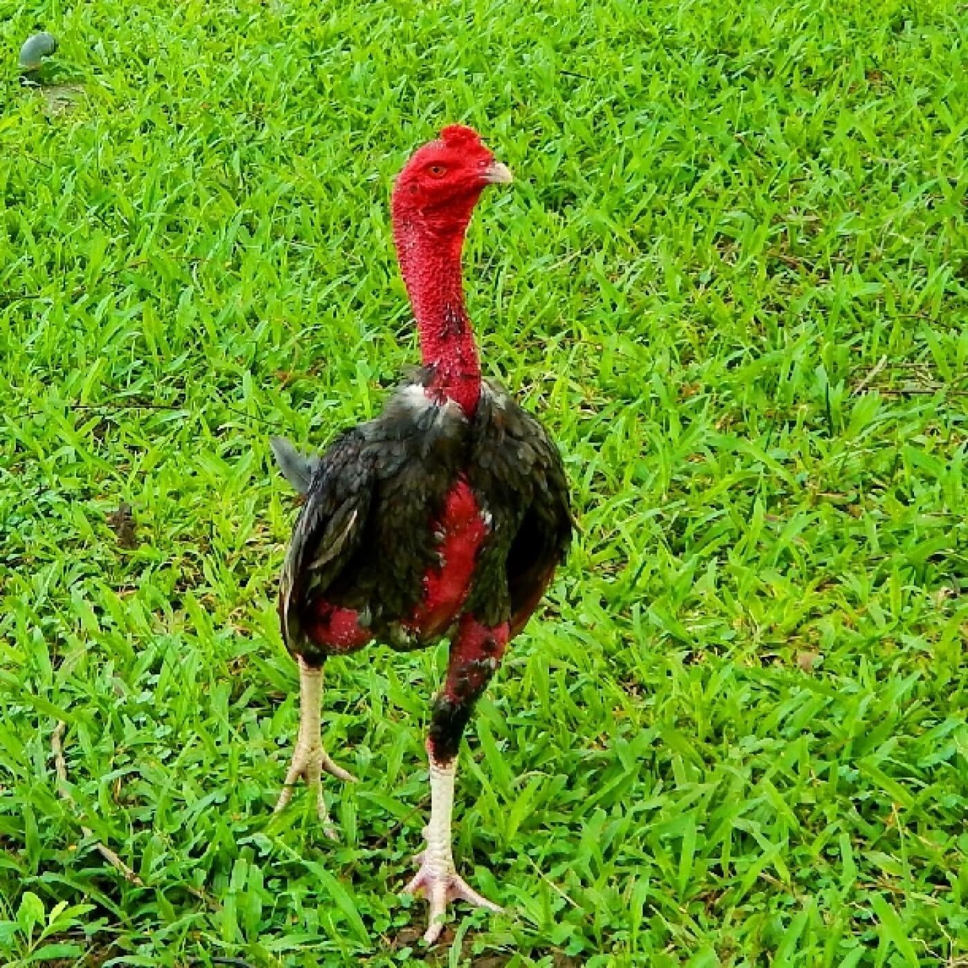 6  GANOI  hatching EGGS