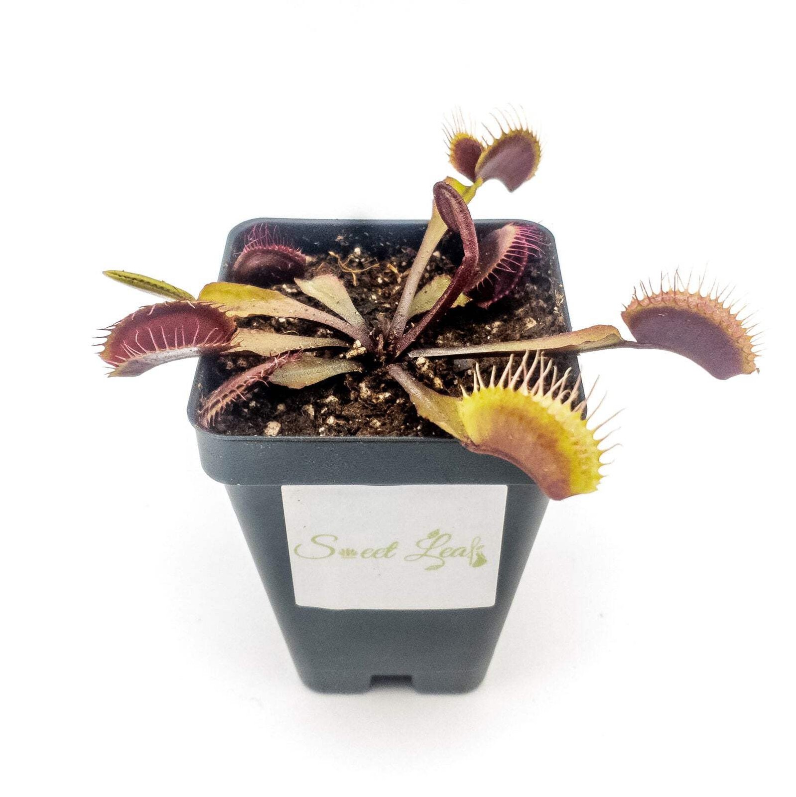Akai Ryu (Red Dragon) Venus Fly Trap