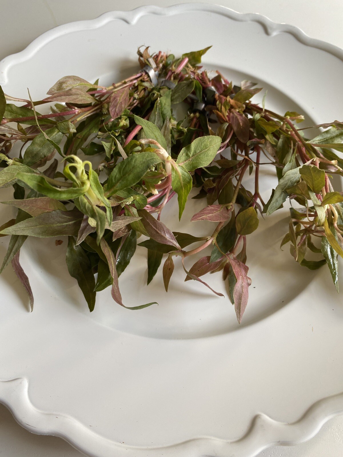 BUY 2 GET 1 FREE- Scarlet Temple Live Aquatic Plant- Beautiful Pink Plant!