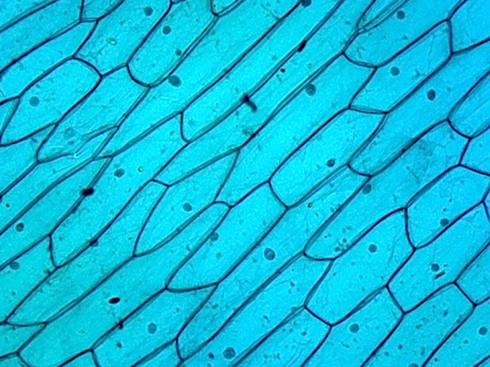 Cellular Nucleus, from Plant Cells; Section