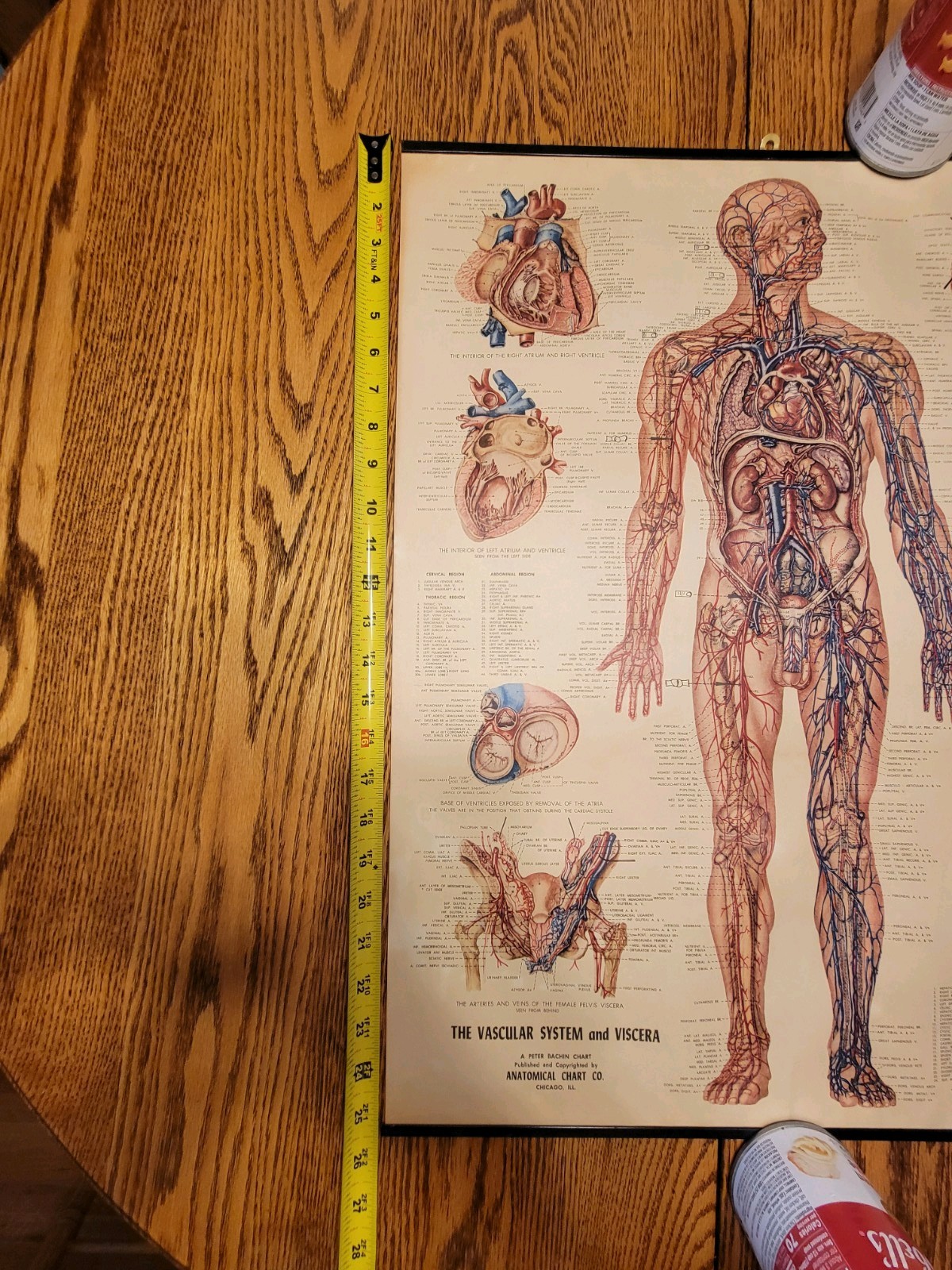Vintage Peter Bachin Vascular System And Viscera Medical Chart