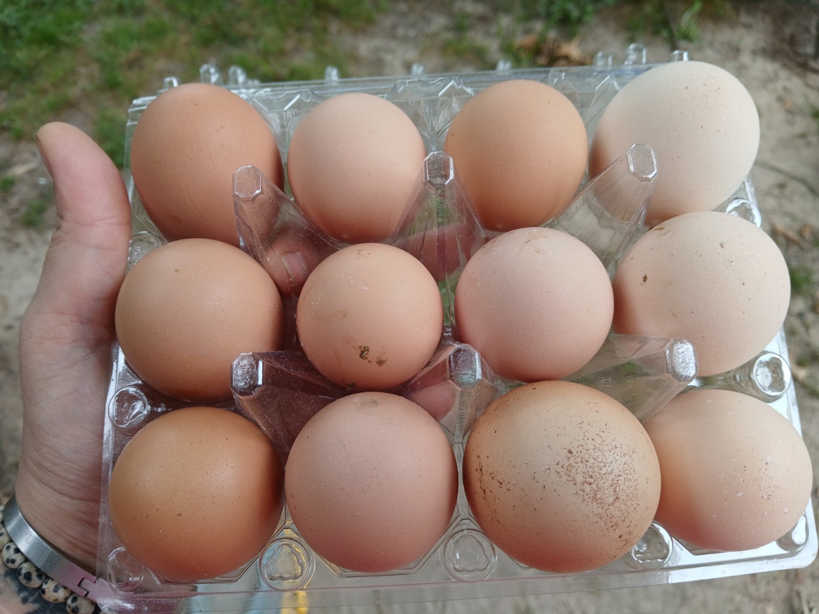 F1 North American Pita Pinta hatching eggs.