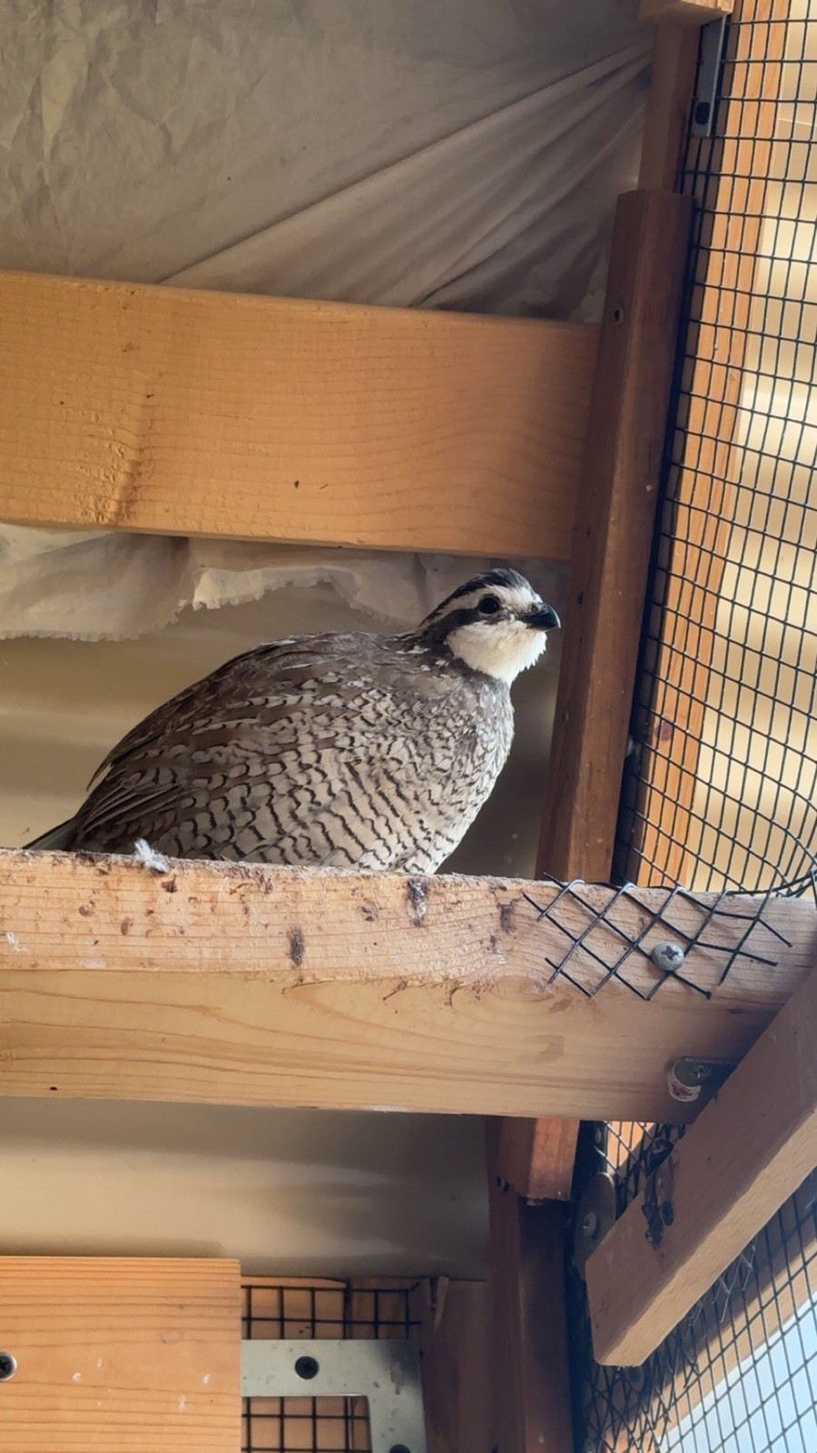 8+ Mixed Bobwhite Hatching Eggs