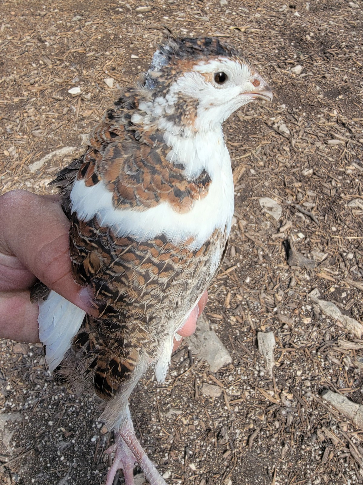 40+ - Celadon Quail hatching eggs - TRUE BLUE - Beautiful!!