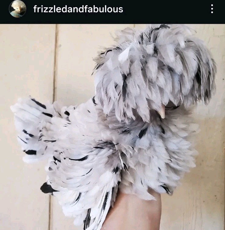 18+polish frizzle hatching eggs Npip Cert