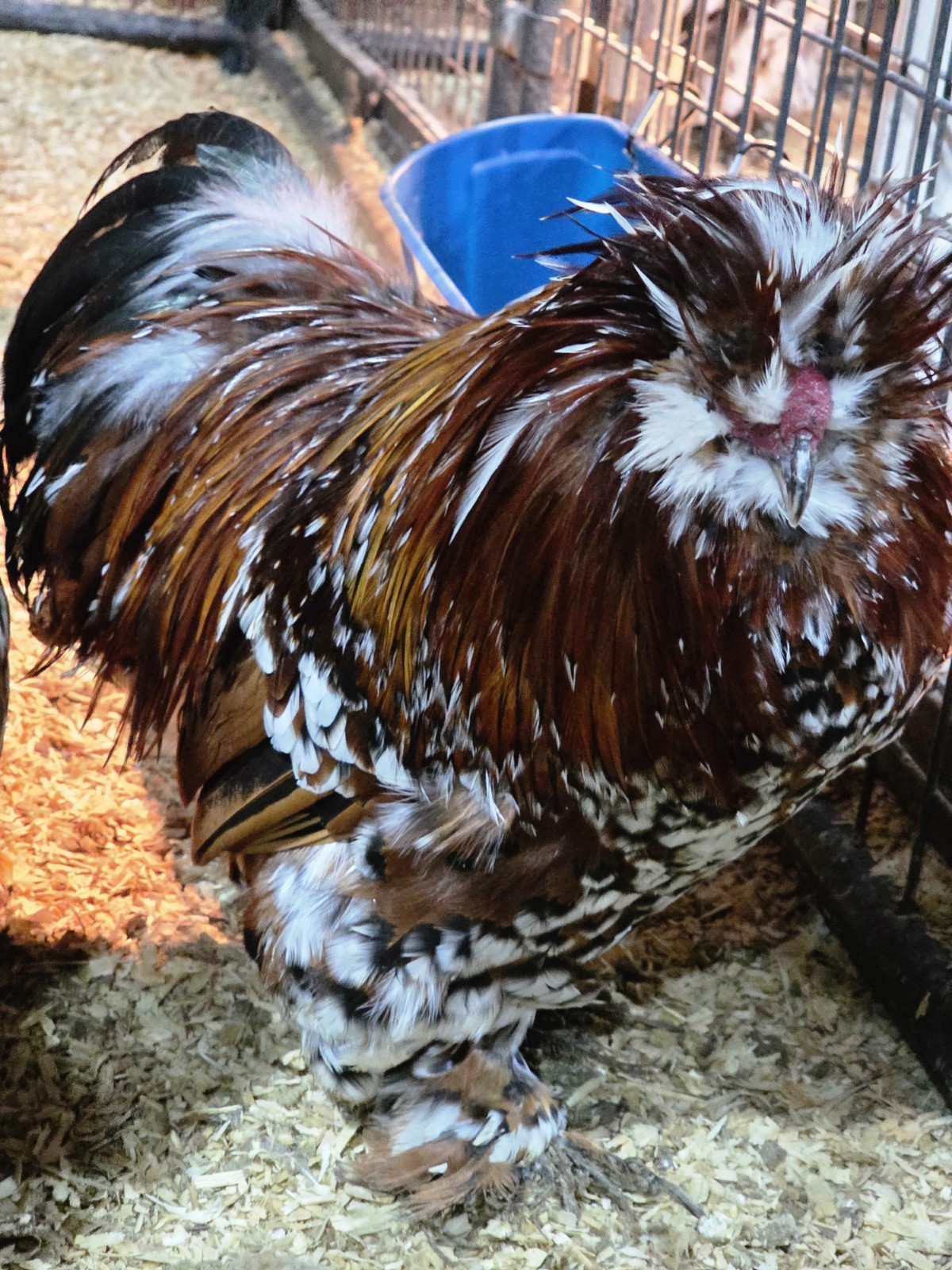 6+ Bantam Mille Silkie & Satin Chicken Hatching Eggs