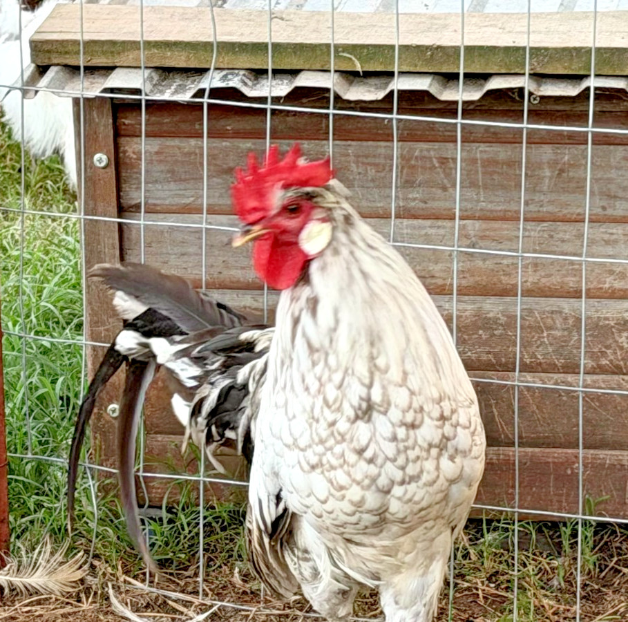 5+ Icelandic Hatching Fertile Hatching Eggs!