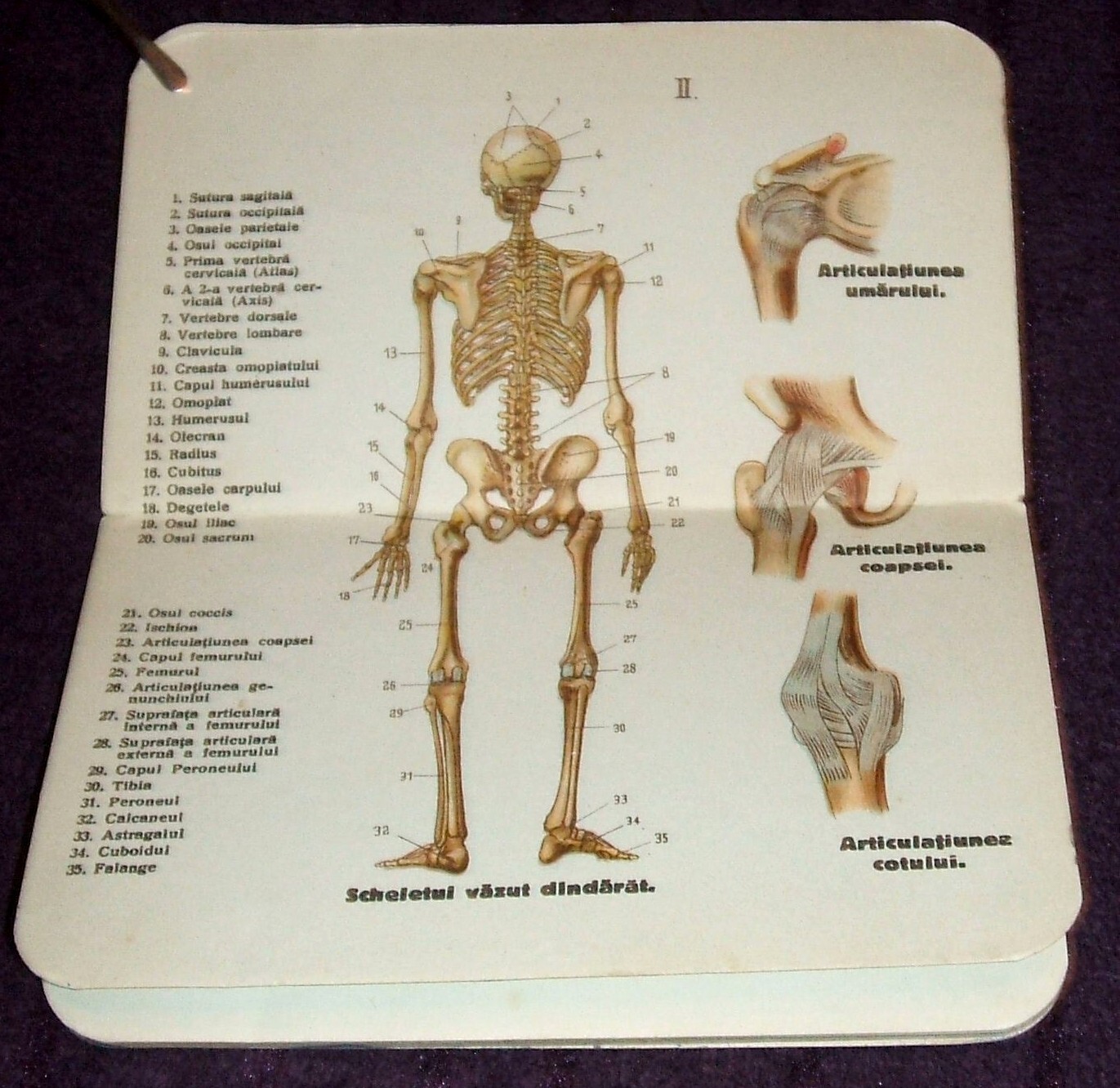 1900 Small Anatomical Atlas, Anatomy illustrated mini book, Human Body, medicine