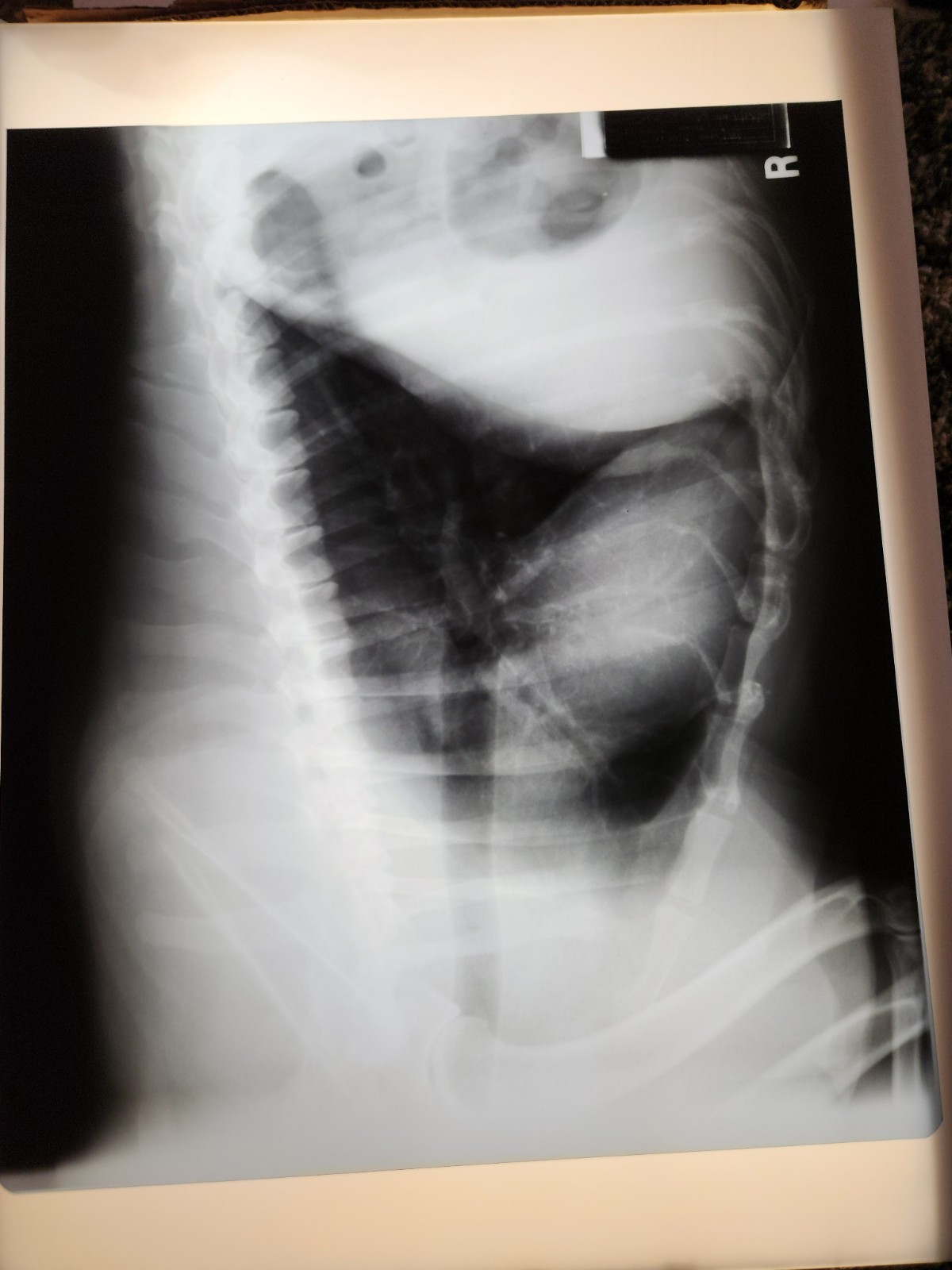 Animal X-Ray Film Negative Print – Canine Dog 16 ½” x 14" XRay Medical D12