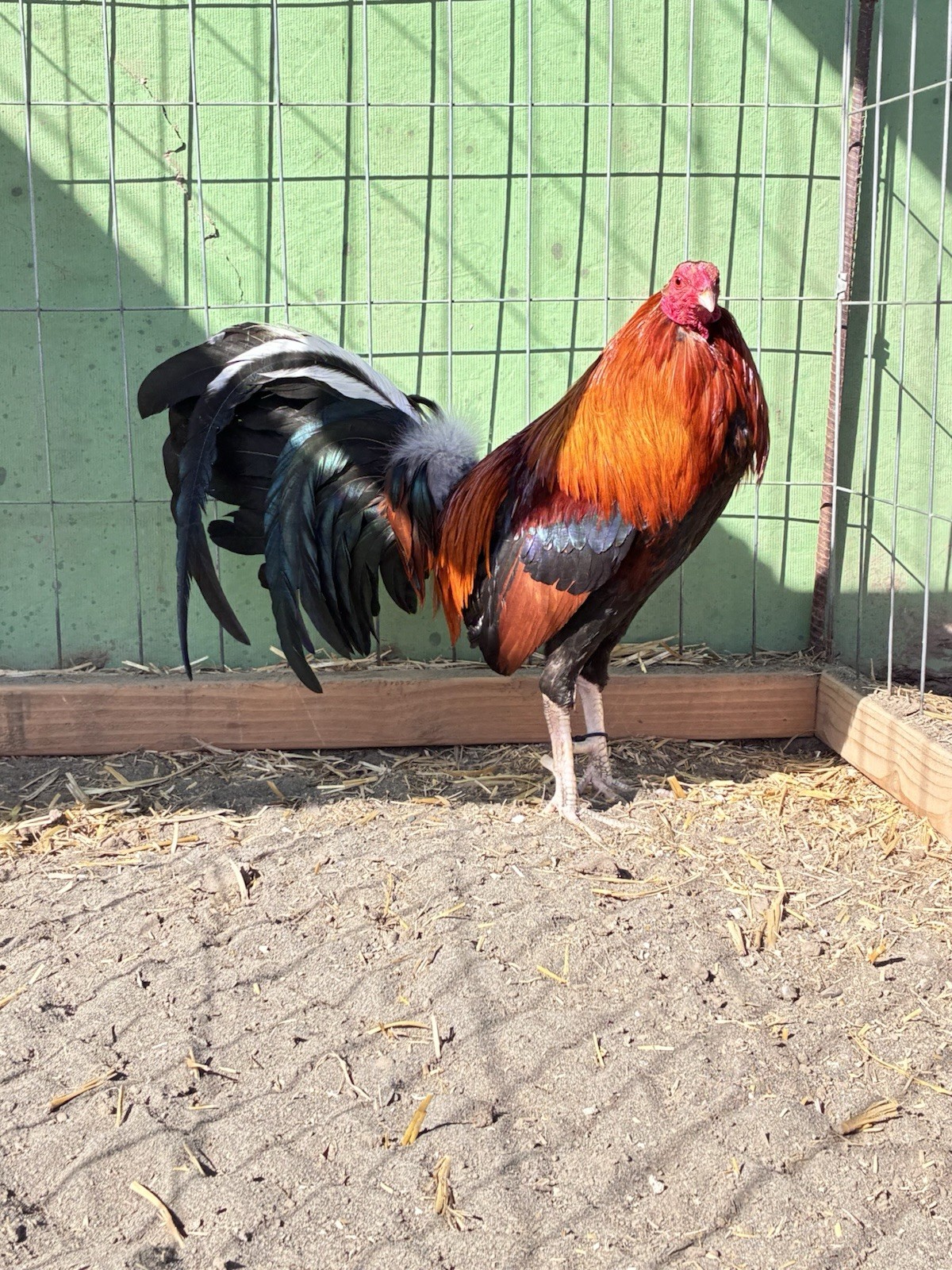(2) 12+ Chicken Hatching Eggs