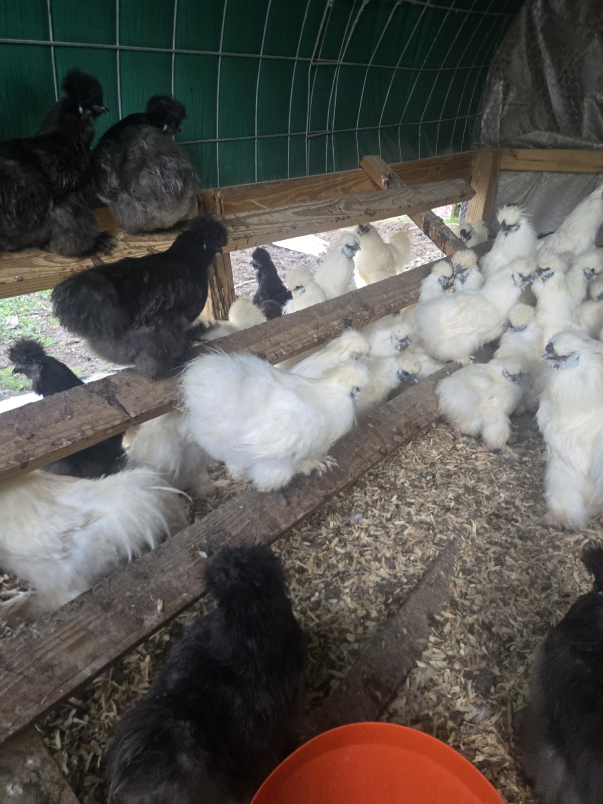 Silkies Chicken Hatching Eggs 12 Plus 2 Extra. Mixed Blue And White.