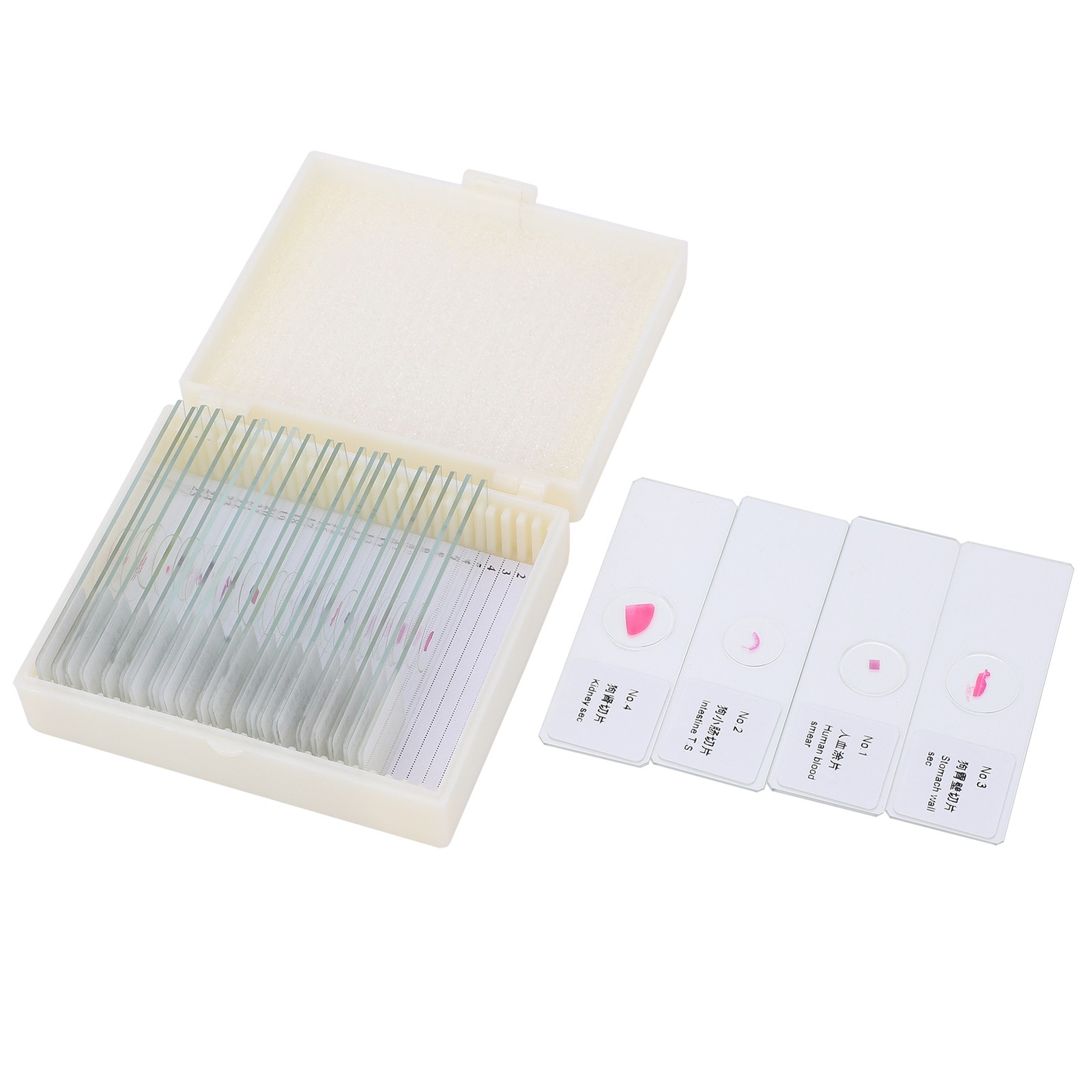 25Pcs Animal Slides Microscope Sample Slides For Science Education Popular
