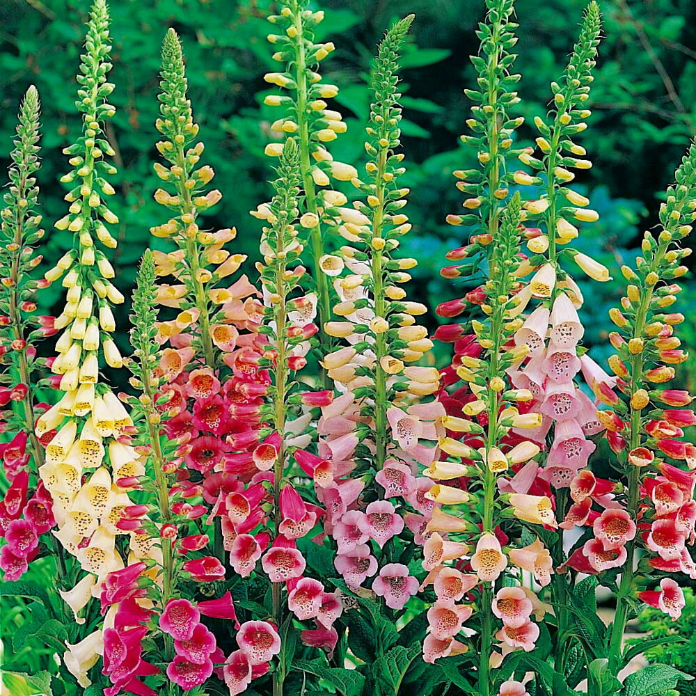 Excelsior Mix Foxglove Seeds | Heirloom / Non-GMO | Free Shipping | 1246