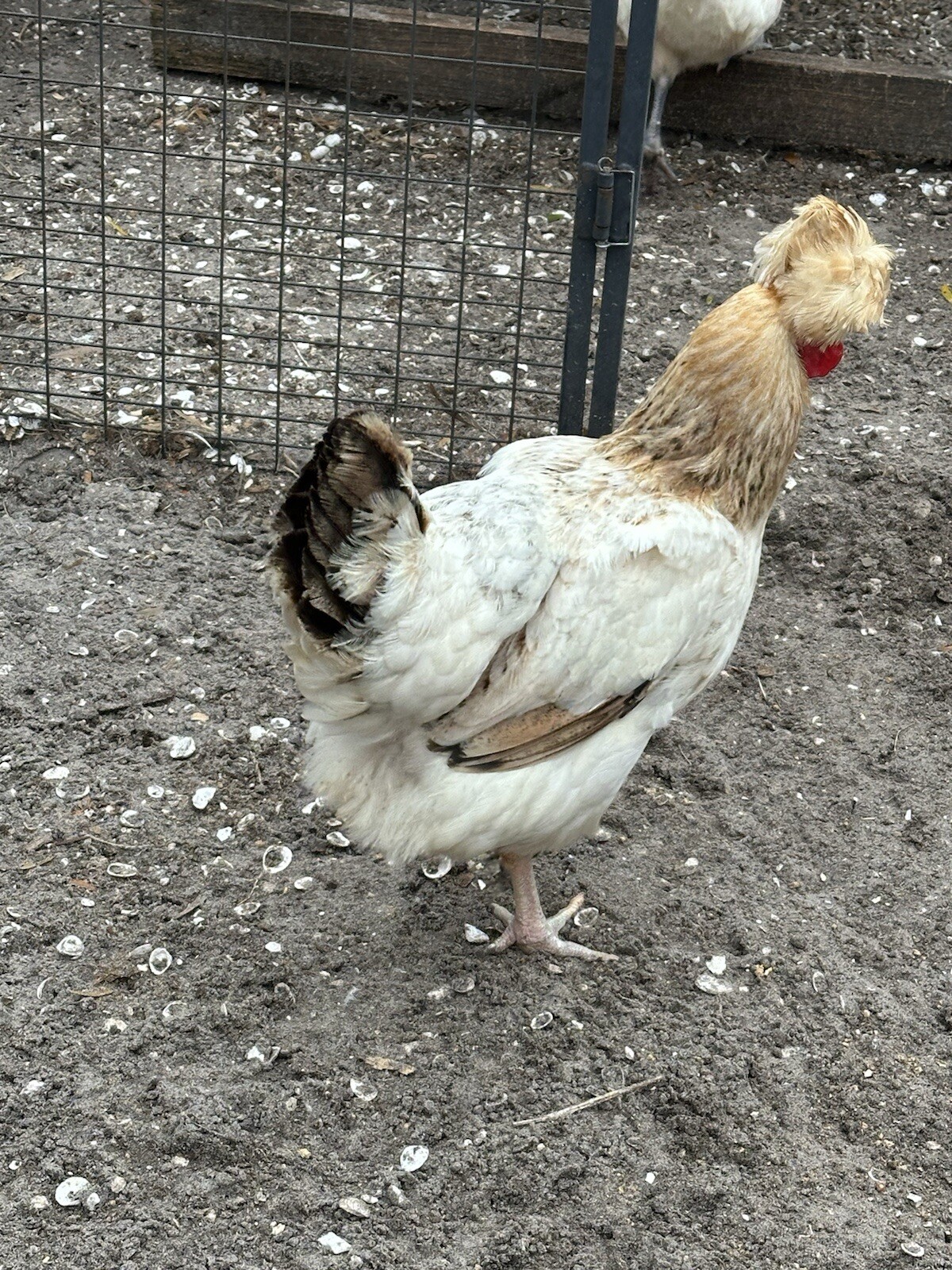 15+ Rare Sanjak Longcrower Chicken Hatching Eggs Large Breed 🎶 Unique Crow 🎶