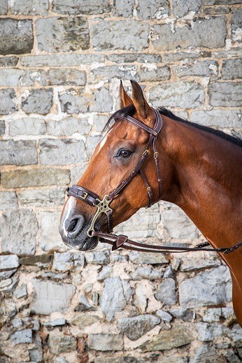 Dyon Hackamore Bridle