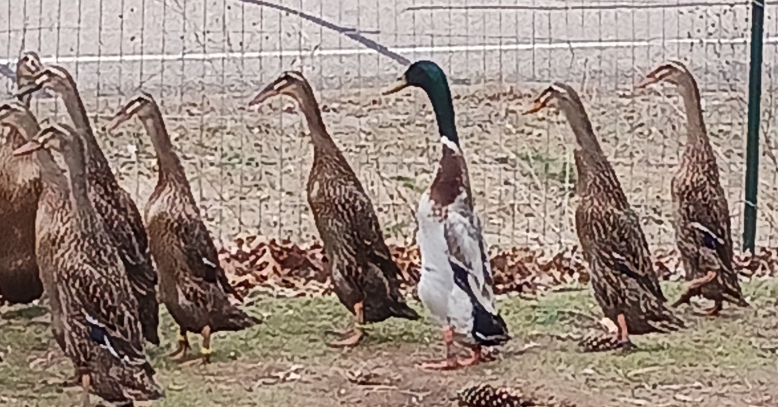 10+ Grey Runner Duck Hatching Eggs