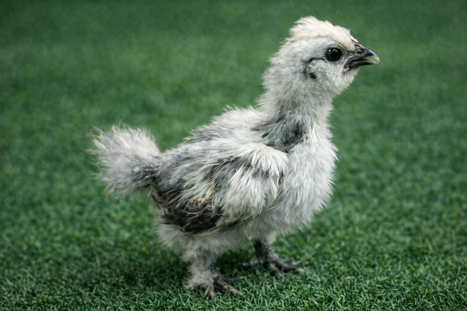 6+ Silkie Hatching Eggs - Fertile- NPIP