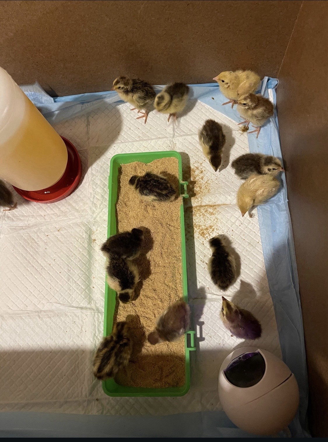 18 Assorted Coturnix Quail Hatching Eggs | Mixed Colors | Foam Packed