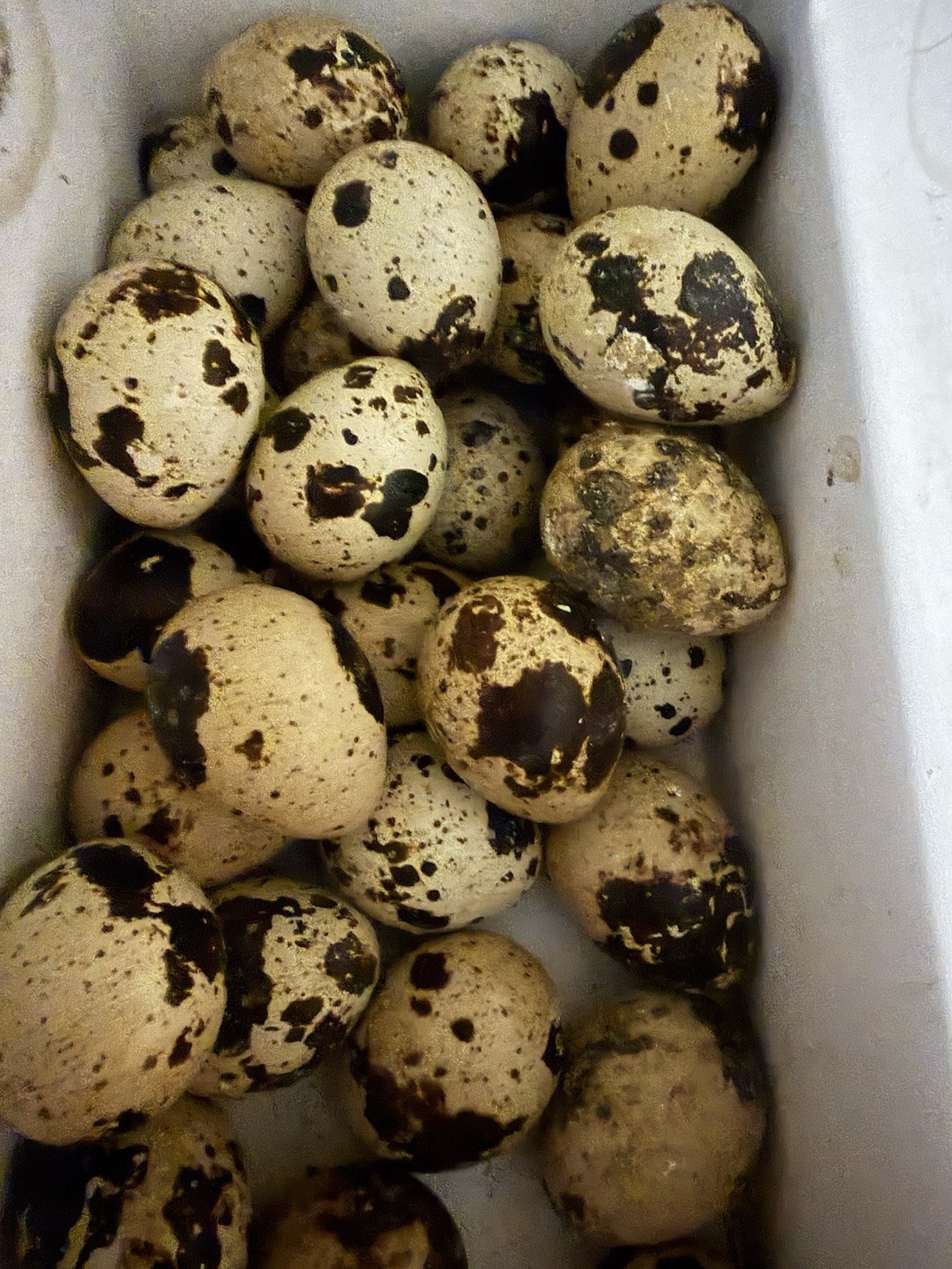 25 + Jumbo Pharoah Coturnix,Jumbo Italian, tuxedo Quail Hatching Eggs