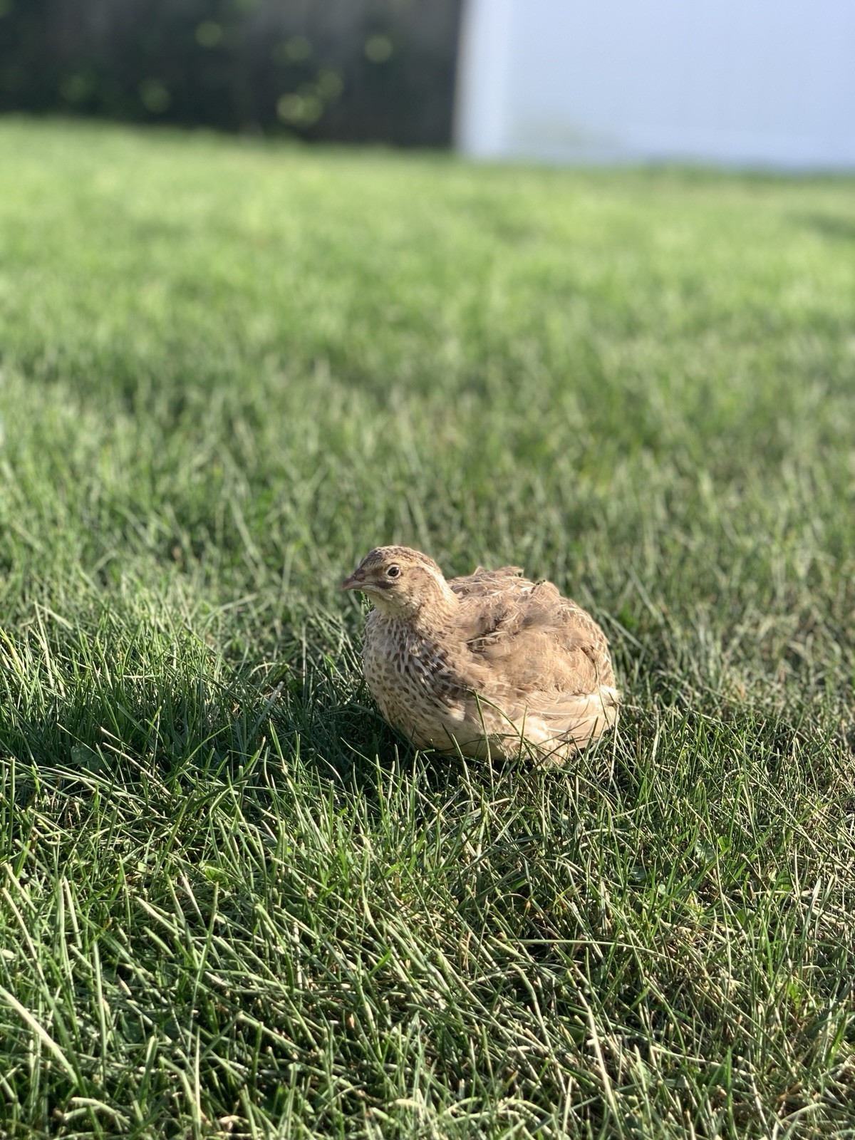 Quail Eggs