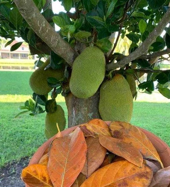 dried jackfruit leaves,
