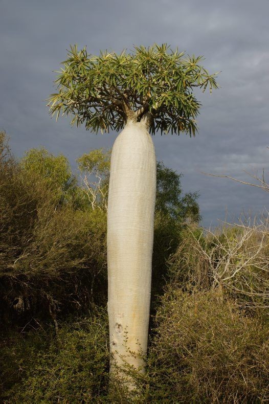 LIVE PLANT 1ft Pachypodium geayi - Silver Madagascar Palm