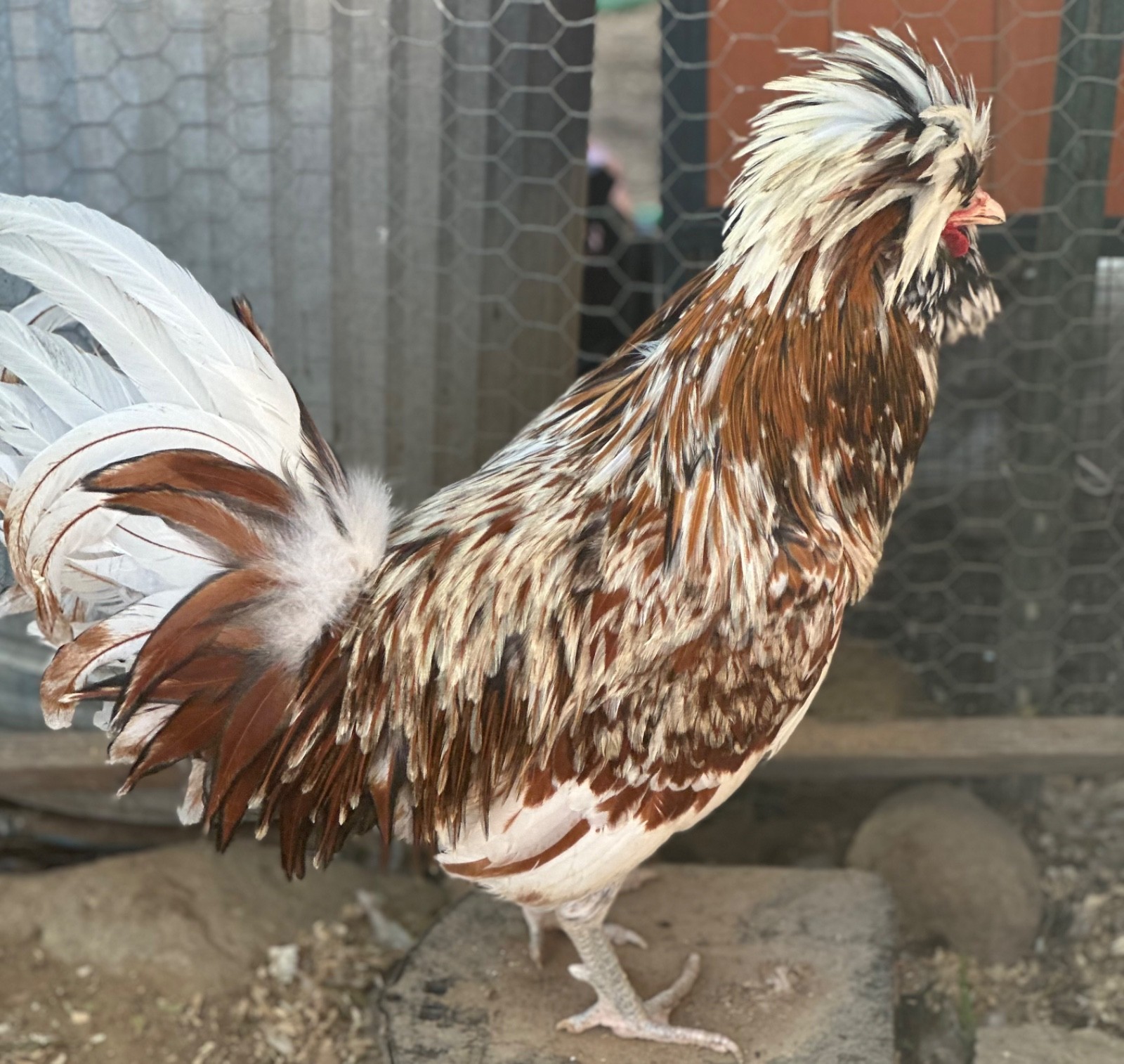 chicken hatching eggs for sale