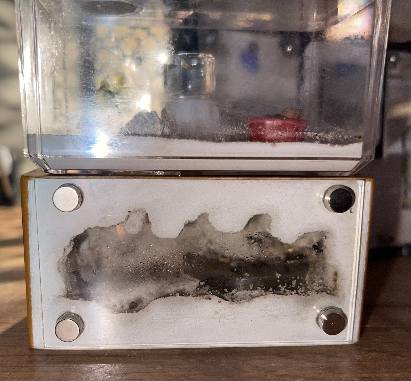 THA Mini Hearth Nest For Green Head Rhytidoponera Metallica Queen 20/40w Habitat