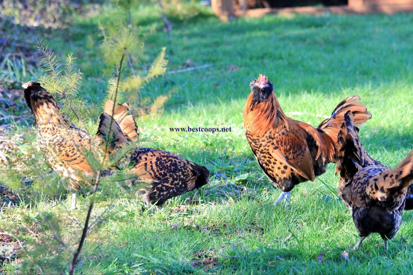 6+ Gold Owlbeard Fertile Chicken Hatching Eggs
