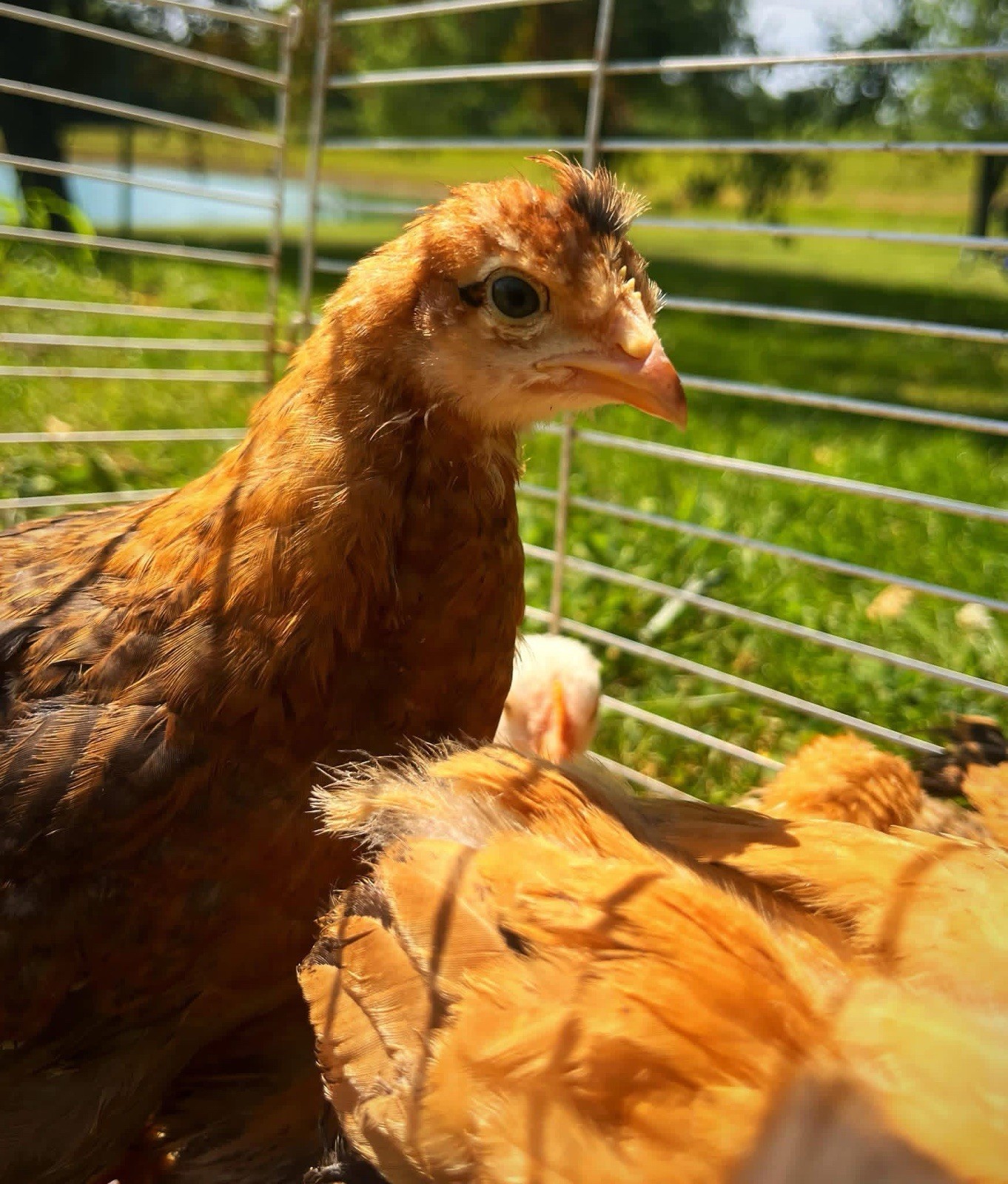 18+ Multi-Generational Olive Egger Hatching Eggs F1-F3