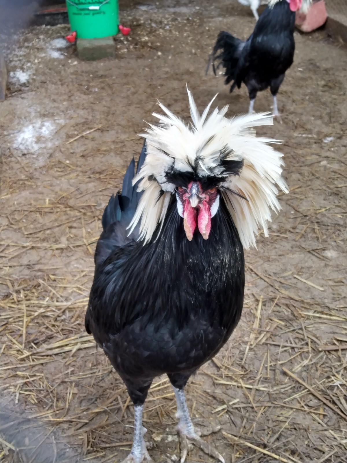 Hatching Eggs Polish White Crested 8+ Blue, Black, Splash