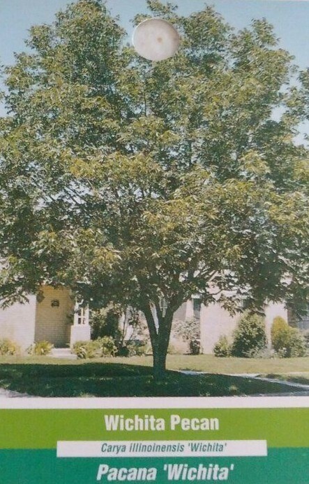 WICHITA PECAN TREE Shade Trees Live Plant Large Pecans Nuts Wood Nut Orchard
