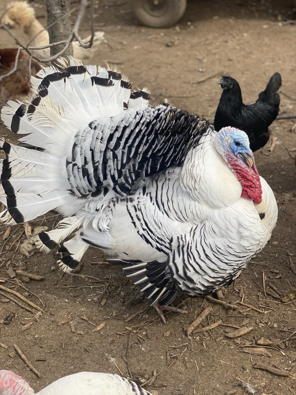 Ten (10) Royal Palm & Heritage Bronze Hatching Turkey Eggs mix for Incubating!
