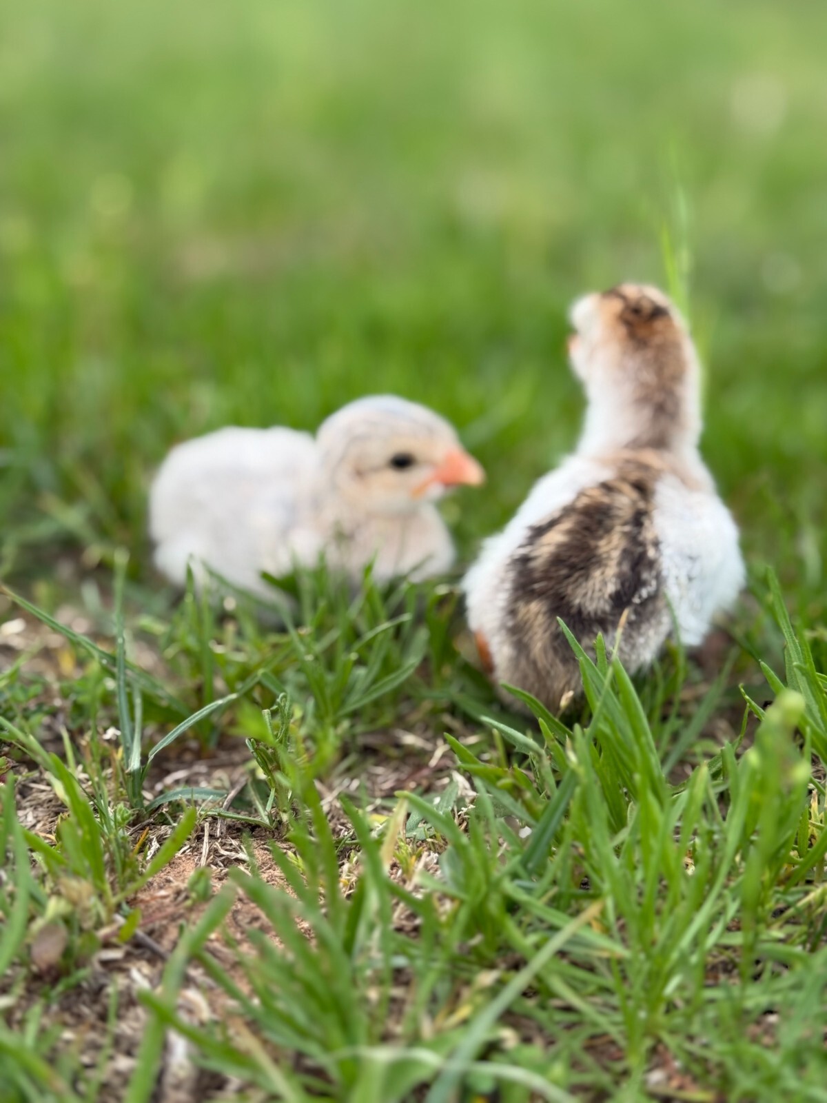 14 FRESH GUINEA FOWL HATCHING EGGS READY