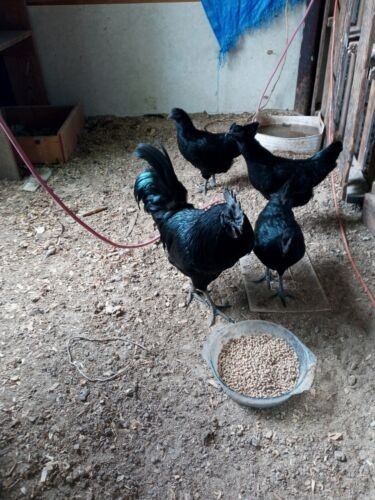 6+ Ayam Cemani Hatching Eggs Show Qaulity