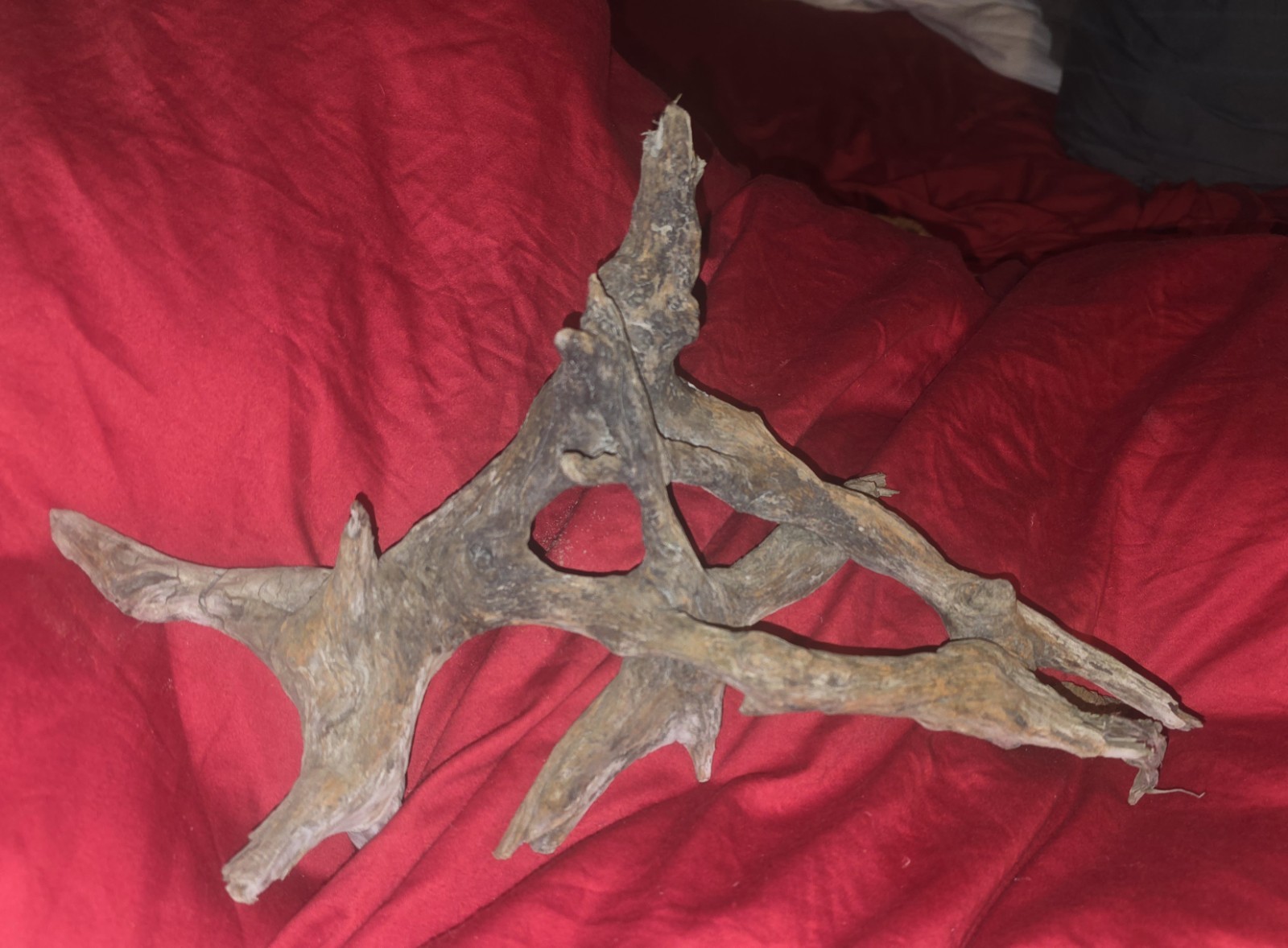 Natural Aquarium Driftwood Décor, Medium Size 10-12in