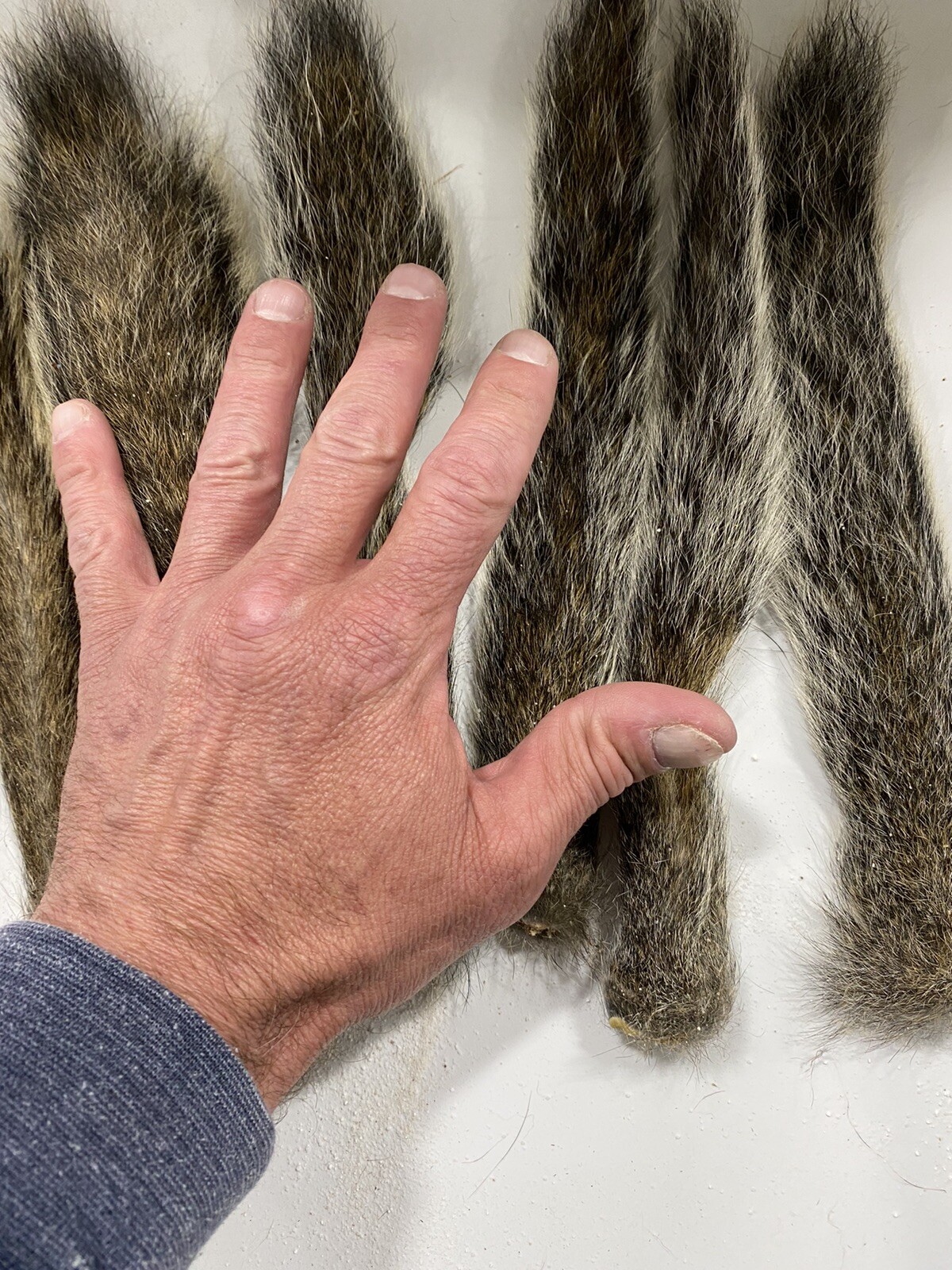 gray squirrel tails. fly tying. Lot If 6.
