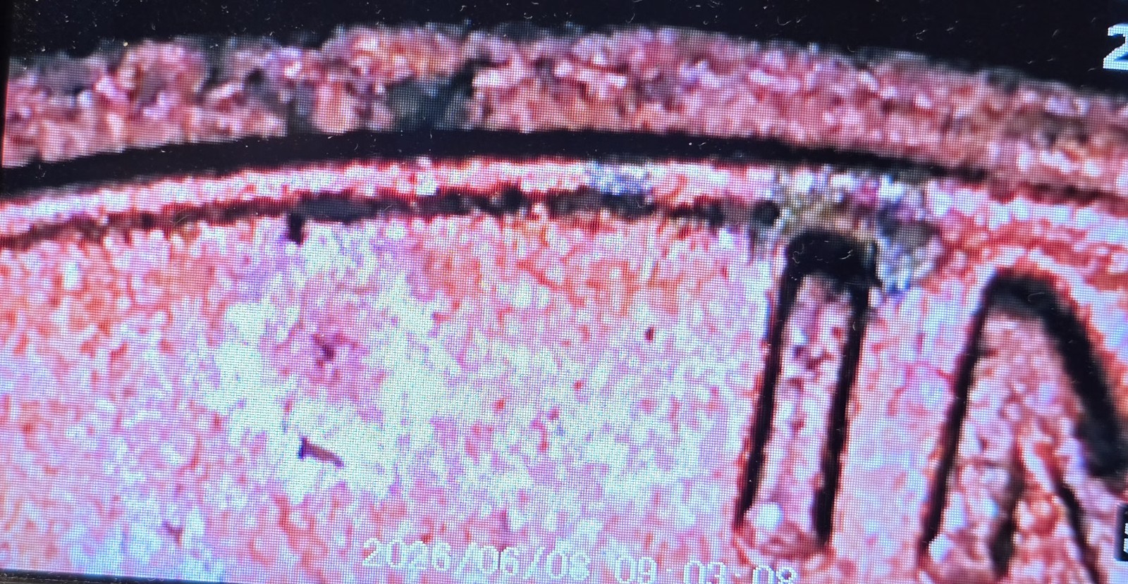 1977 Lincoln Cent 3.1g Copper Red💥Partial Double Rim Obverse & DDR Mint Errors