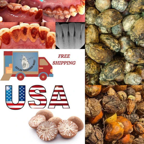 100Pcs Sun Dried Betel Areca Nut Palm Free Shipping Supari Catechu Ceylon