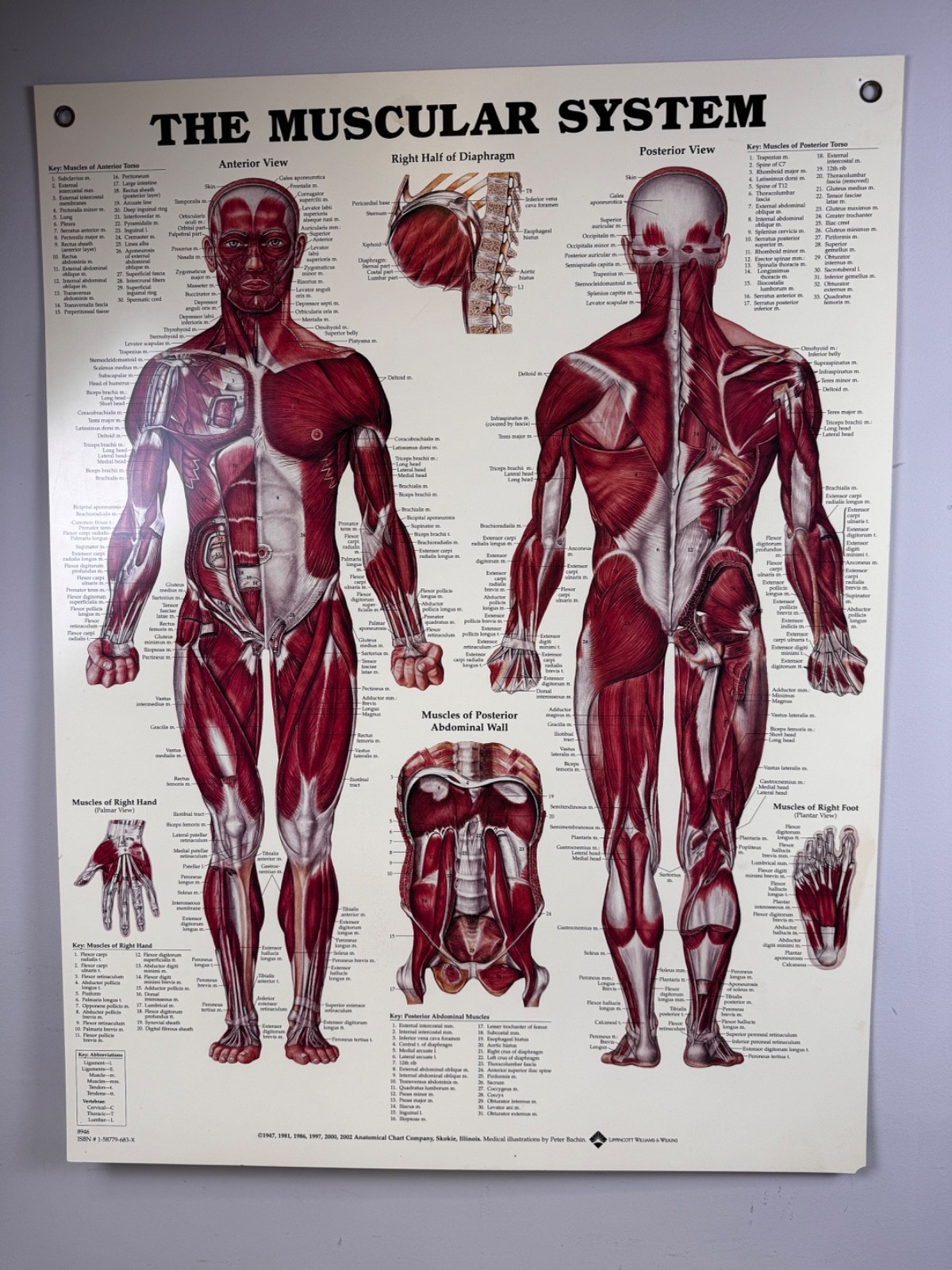 Vintage Rigid Styrene Muscular System Anatomical Chart 2002 Peter Bachin ISBN 15